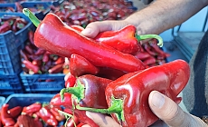 Salçalık biber sezonu başladı