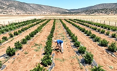 Susuzluk nedeniyle tarım yapılamayan ilçe arıtma suyuyla yeşerdi