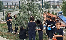 İlkokul öğrencileri okul bahçesindeki zeytin ağaçlarında hasat yaptı