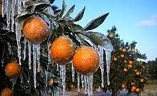 Adana için zirai don alarmı: Gece sıcaklık sıfırın altına düşecek