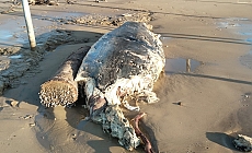  Manavgat'ta sahile ölü yunus vurdu