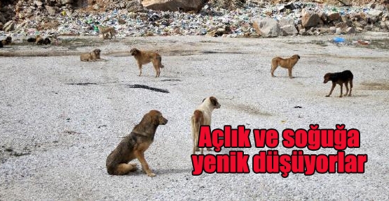 Yol kenarına bırakılan köpekler açlıktan ve soğuktan ölüyor