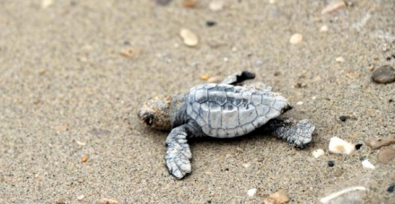 Yuvadan çıkan son caretta yavrusu denizle buluştu